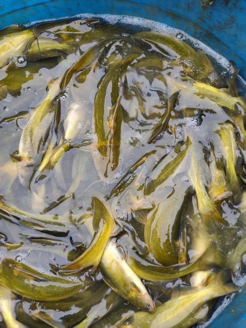 黄骨鱼苗精品各种鱼苗规格齐全电联详谈