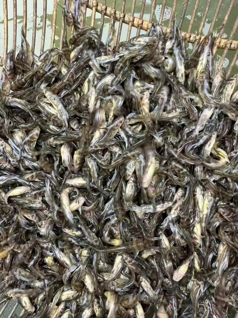 黄骨鱼苗精品各种鱼苗规格齐全电联详谈