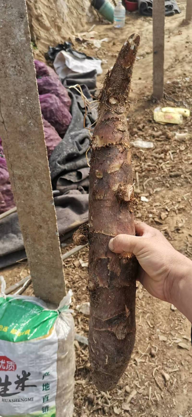 山东精品香芋种子产地直销品质优，欢迎来电咨询合作共赢
