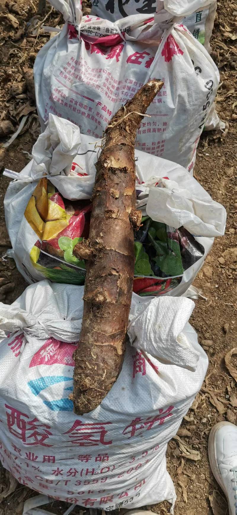 山东精品香芋种子产地直销品质优，欢迎来电咨询合作共赢