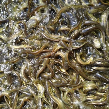 黄河鲶鱼苗大量鱼苗直供详情可直接电联