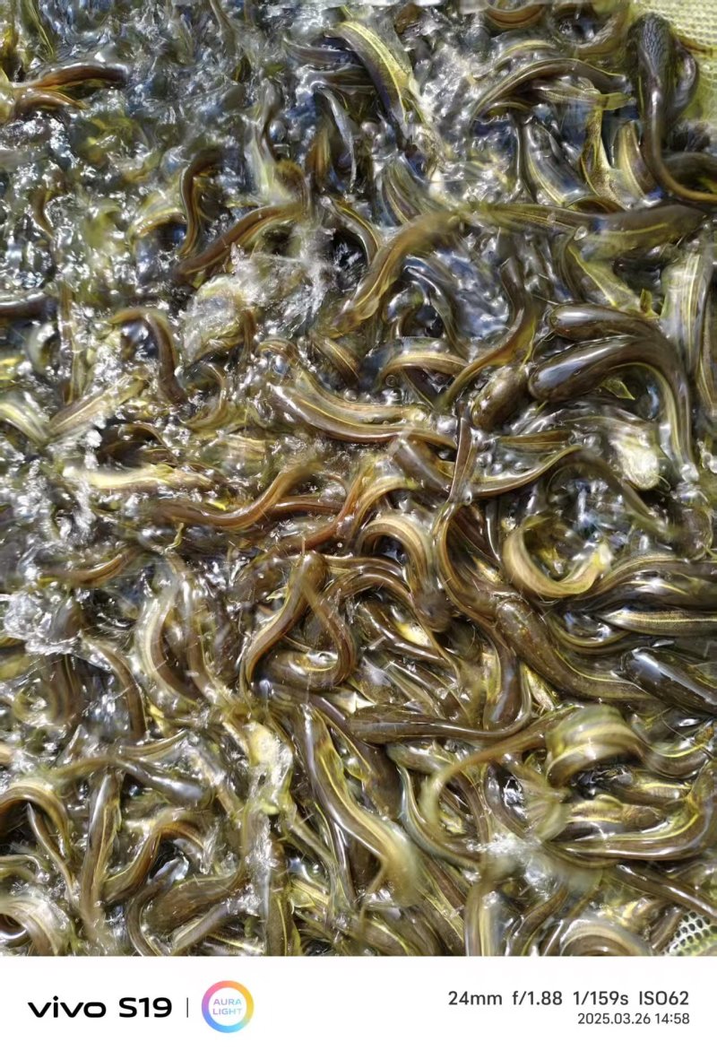 黄河鲶鱼苗大量鱼苗直供详情可直接电联