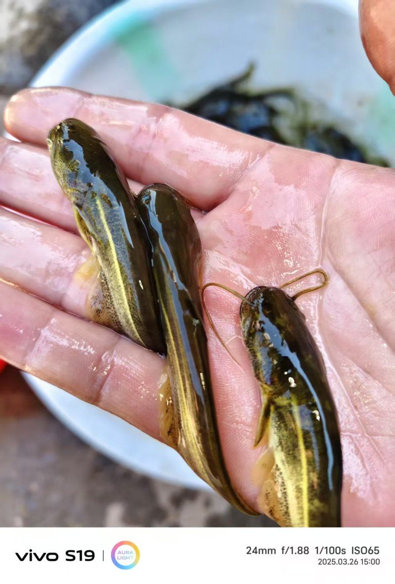 黄河鲶鱼苗大量鱼苗直供详情可直接电联