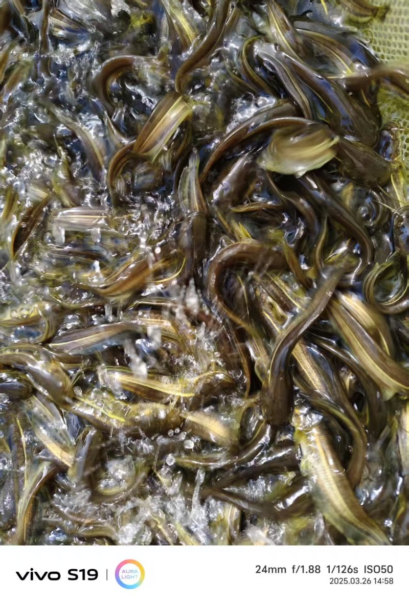 黄河鲶鱼苗大量鱼苗直供详情可直接电联