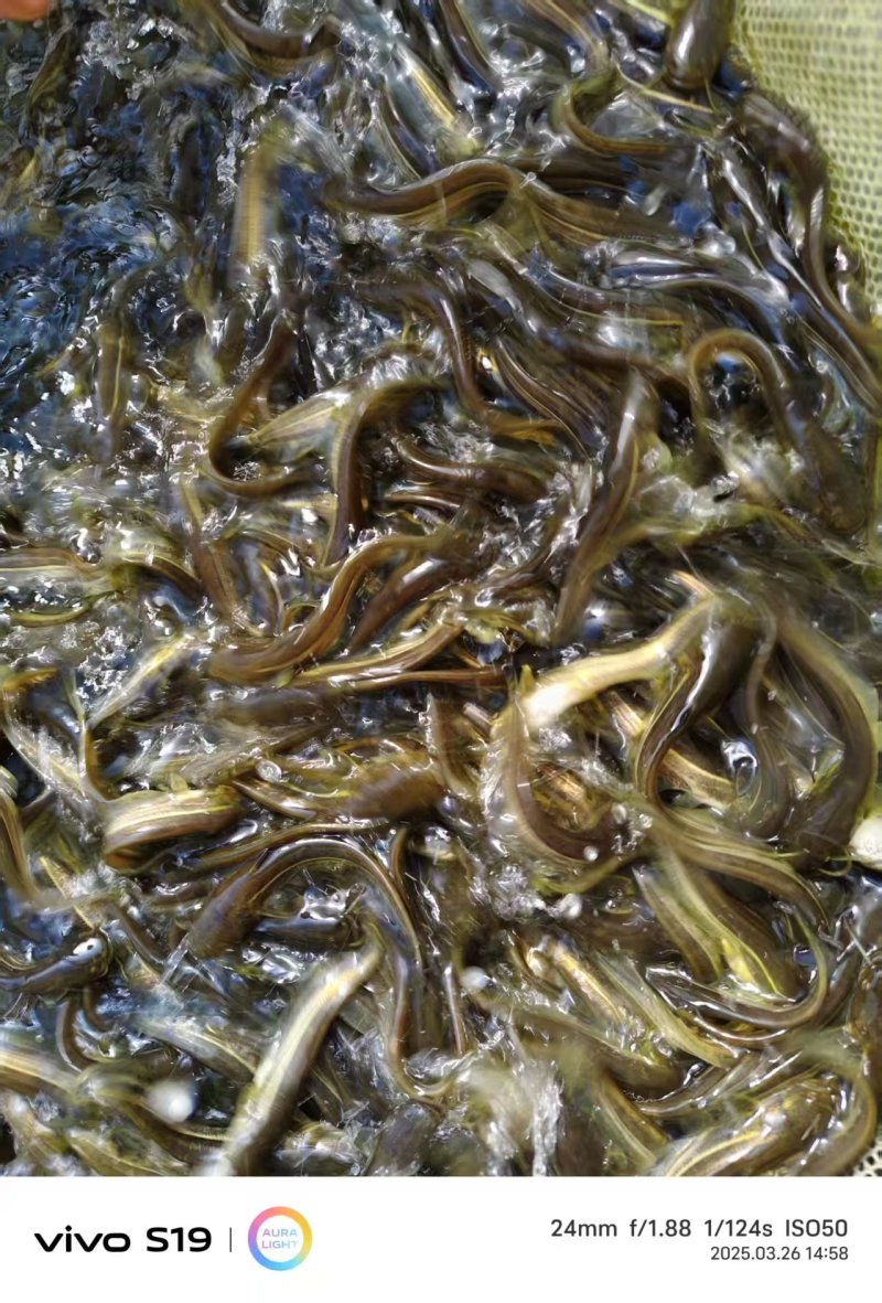黄河鲶鱼苗大量鱼苗直供详情可直接电联