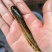 黄河鲶鱼苗大量鱼苗直供详情可直接电联
