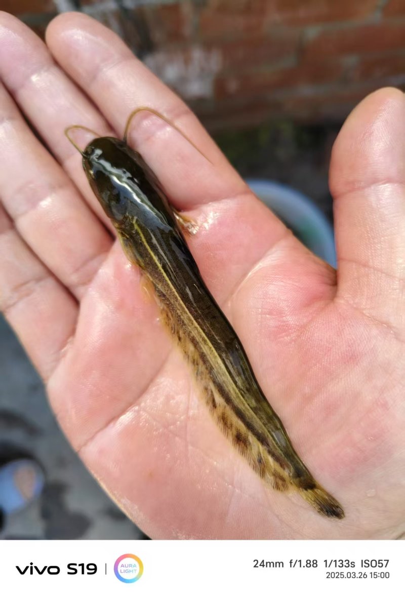 黄河鲶鱼苗大量鱼苗直供详情可直接电联