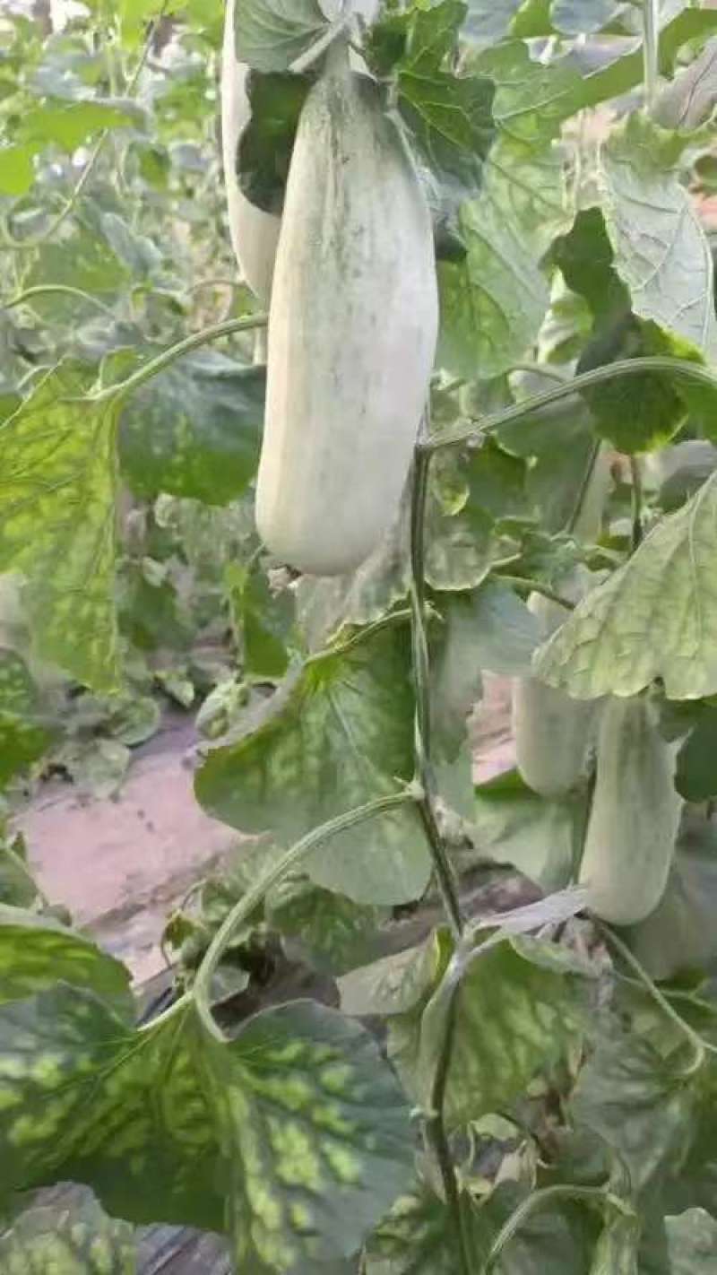 精品博洋61甜瓜博洋甜瓜内黄县甜瓜大量供应欢迎来电