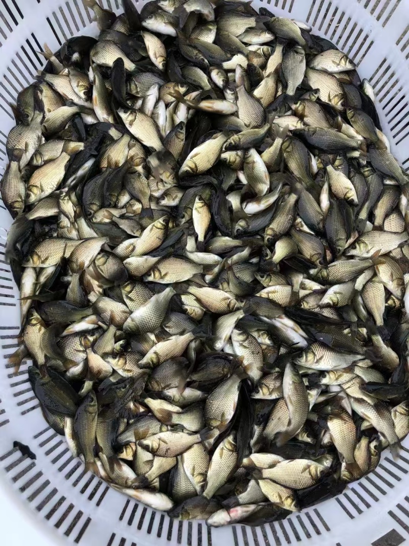 中科5号鲫鱼苗大量有货对接各大平台价格美丽