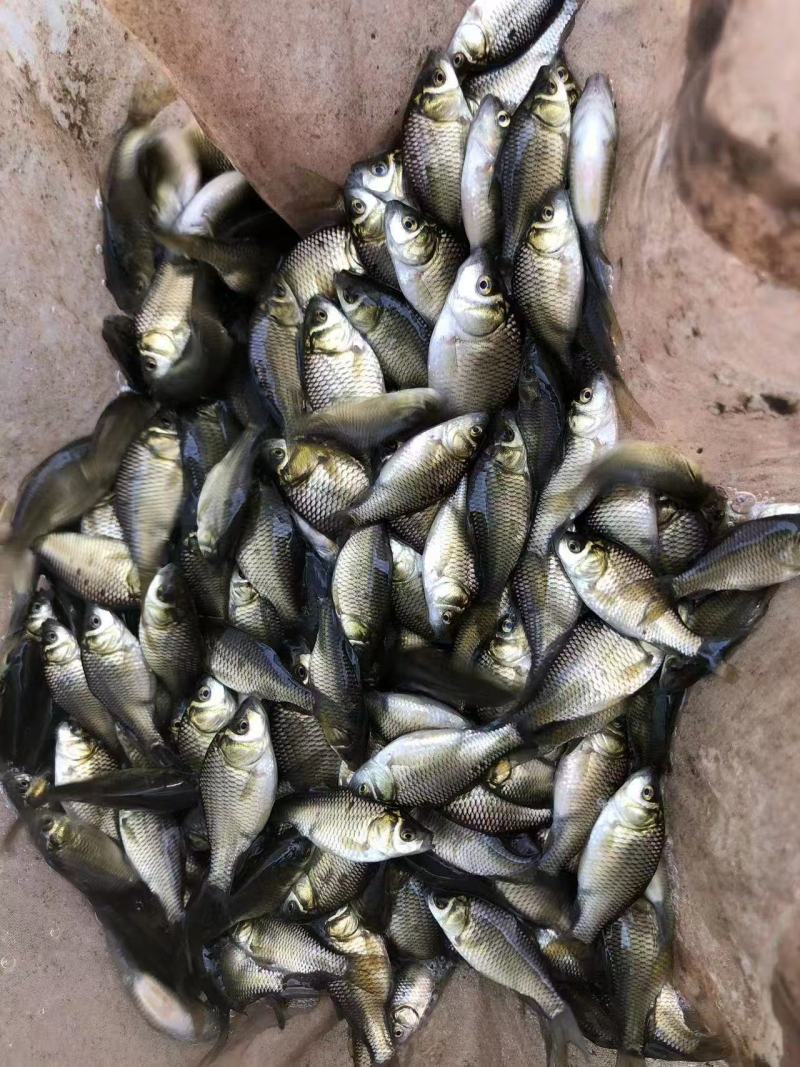 中科5号鲫鱼苗大量有货对接各大平台价格美丽