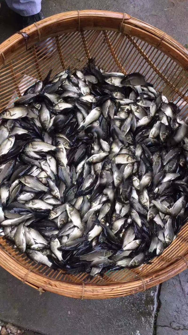中科5号鲫鱼苗大量有货对接各大平台价格美丽