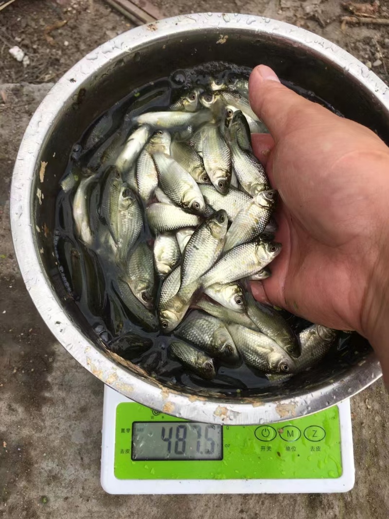 中科5号鲫鱼苗大量有货对接各大平台价格美丽