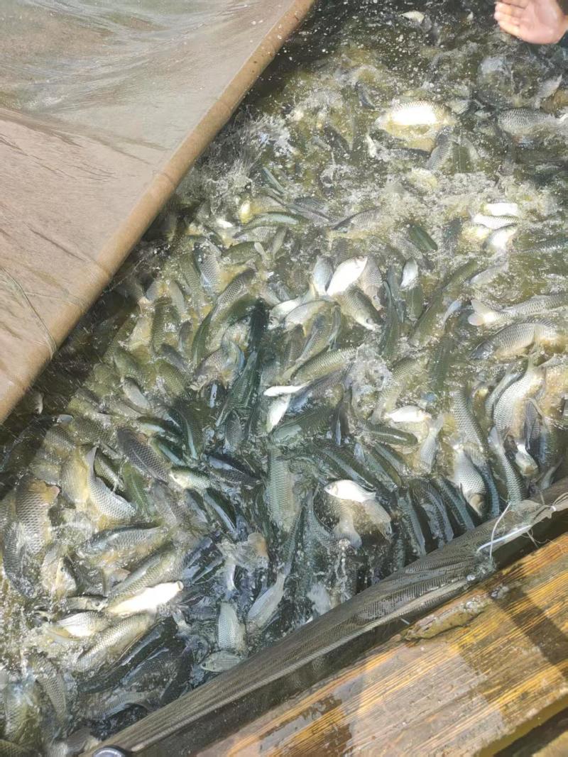 草鱼苗大量鱼苗供应产地直供品种多样