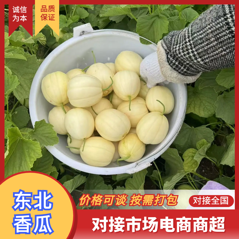 【推荐】万亩香瓜黑龙江白糖罐甜瓜香瓜现货直发可视频看货