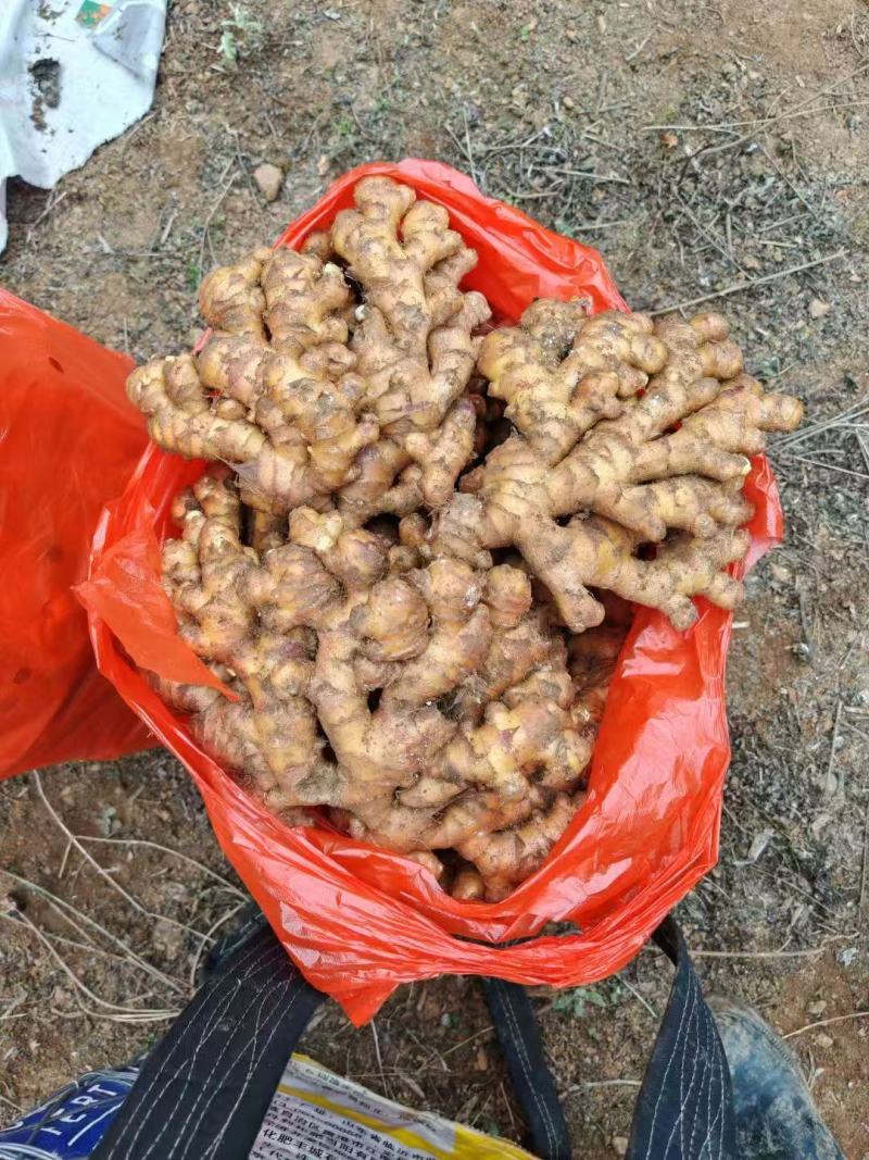 二黄姜文山二黄姜文山生姜万亩基地持续供应品质保证