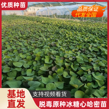冰糖心白哈密红薯苗脱毒原种红薯苗，蜜薯，西瓜蜜，板栗薯
