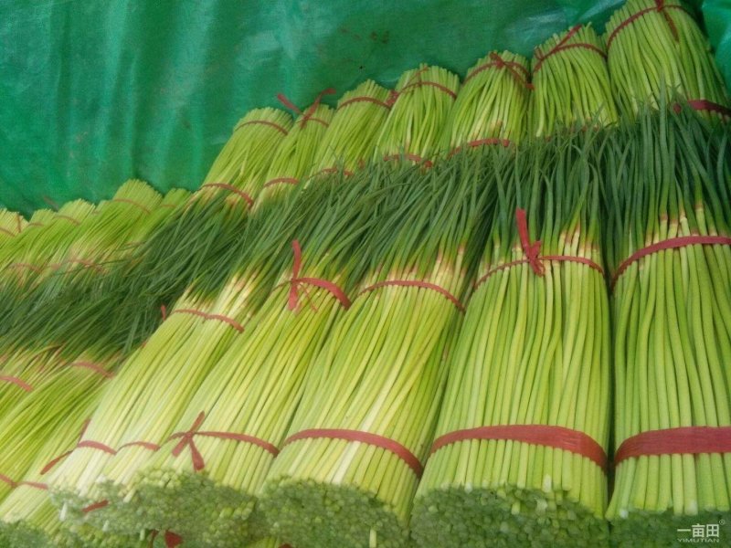 蒜薹红帽蒜薹开封红帽蒜苔产地直销干苔无泡欢迎