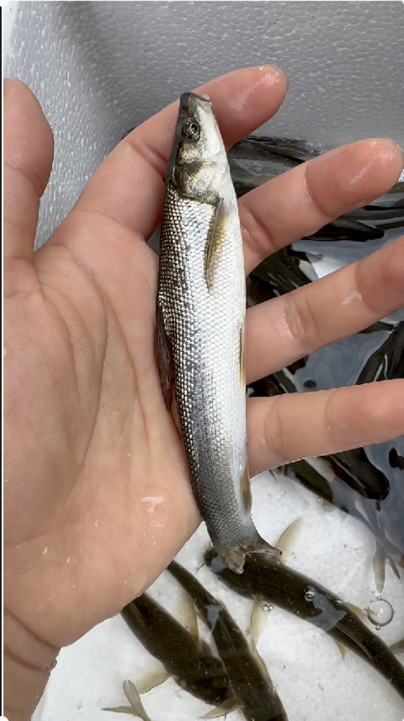 大鳞鲃淡水银鳕鱼苗，银鳕鱼苗好鱼好养的鱼大型鱼
