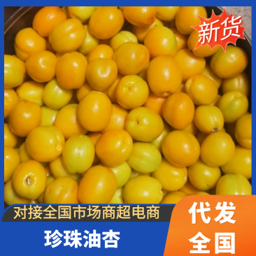 【现货直发】山东珍珠油杏品质保证可视频看货对接全国市场