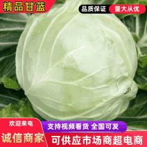 【推荐】精品圆甘蓝大量有货质量保证可视频看货欢迎来电