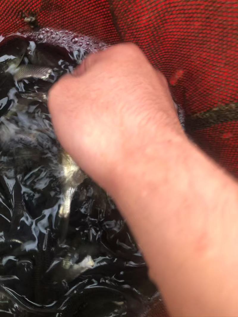 鲤鱼苗品质保证服务周到产地直发