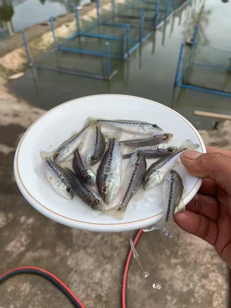 鲈鱼苗品质保证服务周到产地直发