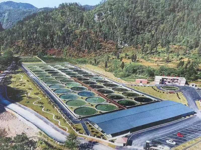 梵净山下生态水养贵水鲟鱼，精品，一分价格一分货。