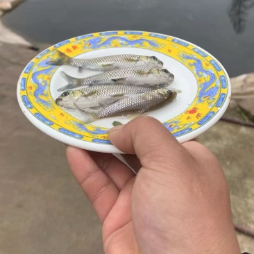 青波鱼苗品质保证服务周到产地直发