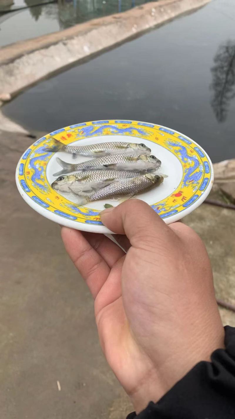 青波鱼苗品质保证服务周到产地直发