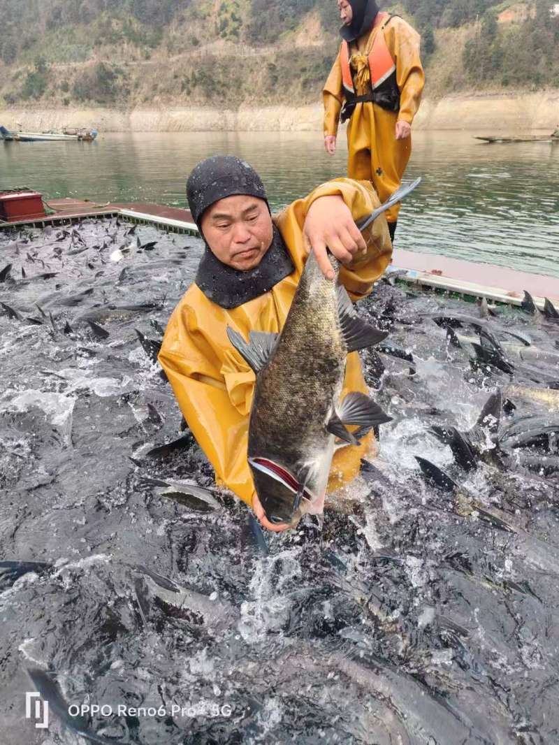 贵州吊水鲢鳙鱼一直坚信一分价格一分货