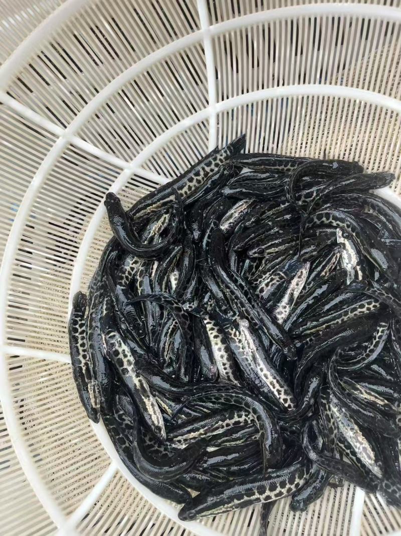 黑鱼苗品质保证服务周到价格美丽