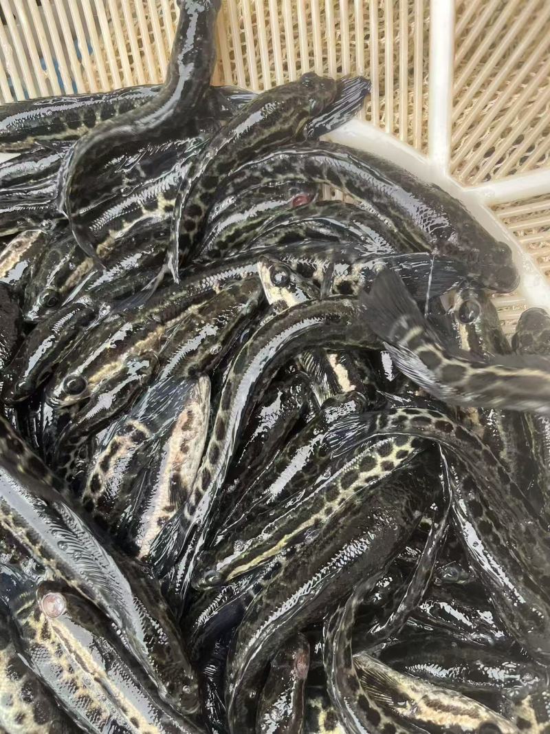 黑鱼苗品质保证服务周到价格美丽