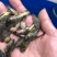 黄辣丁鱼苗品质保证服务周到价格美丽