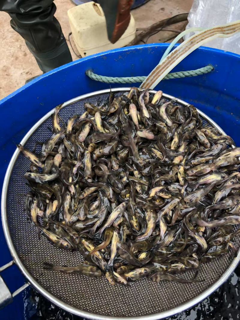黄辣丁鱼苗品质保证服务周到价格美丽