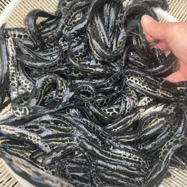 翘壳鱼苗品质保证服务周到产地直发