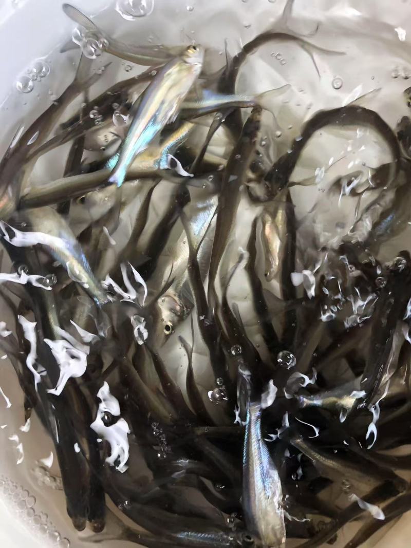 翘壳鱼苗品质保证服务周到产地直发