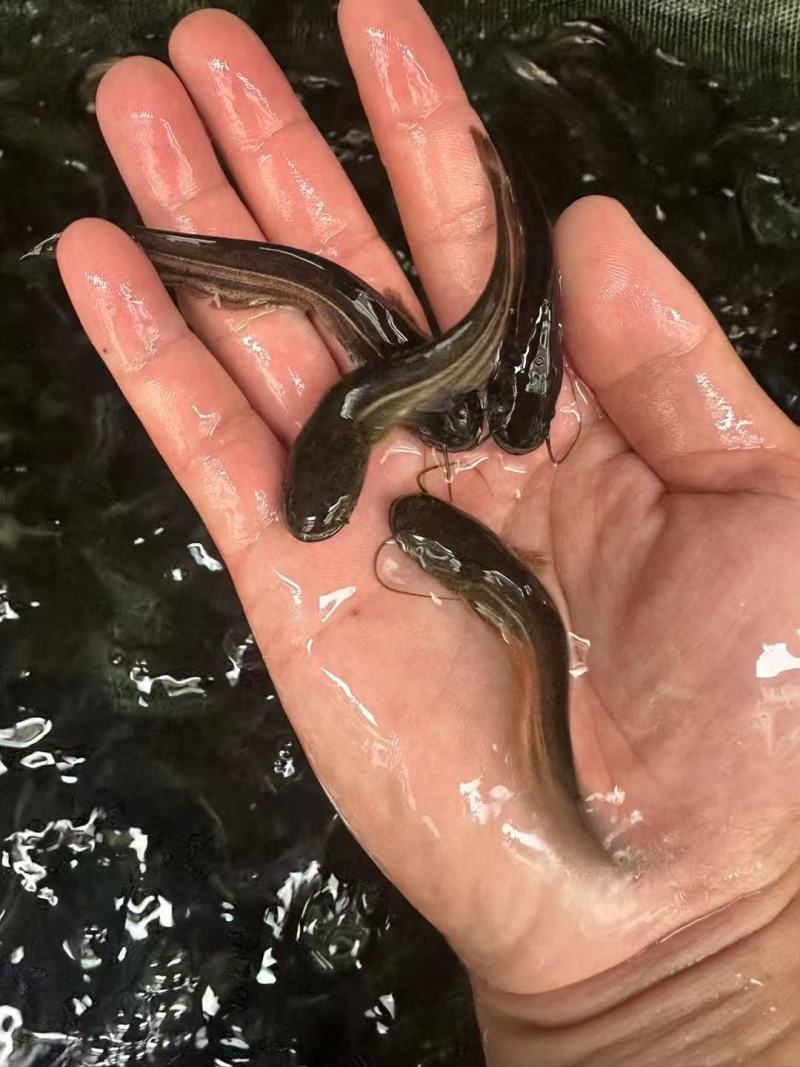 大口鲶鱼苗品质保障价格美丽