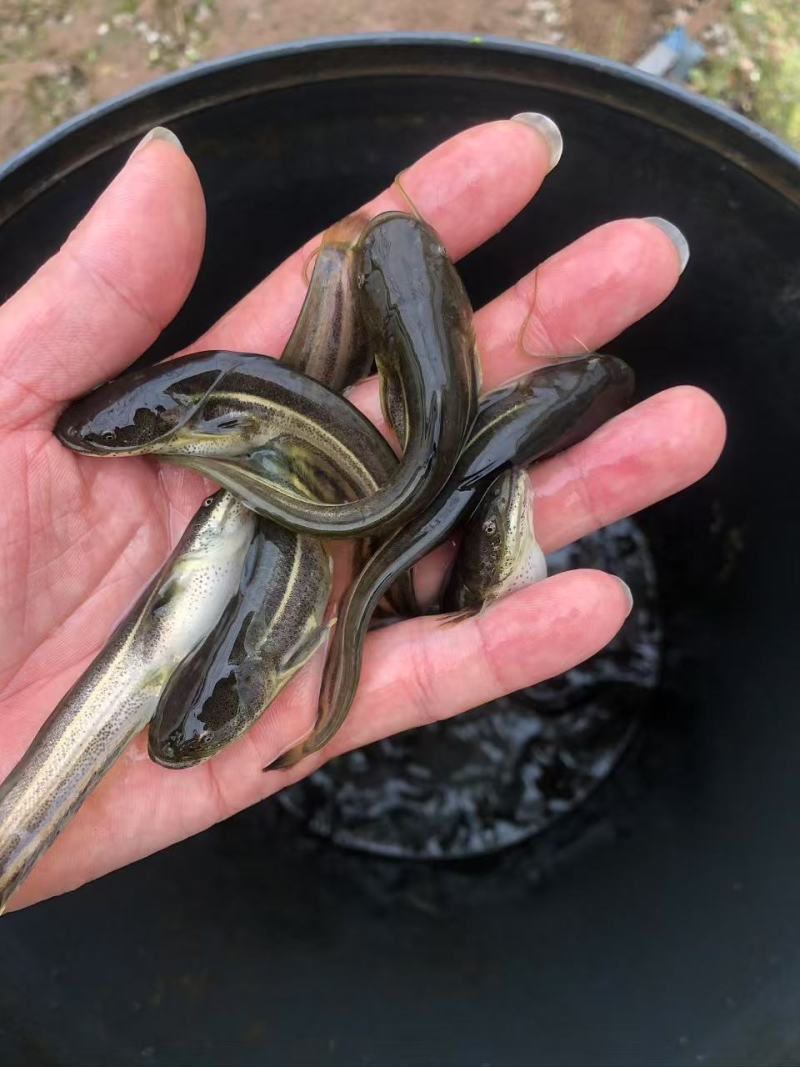 大口鲶鱼苗品质保障价格美丽