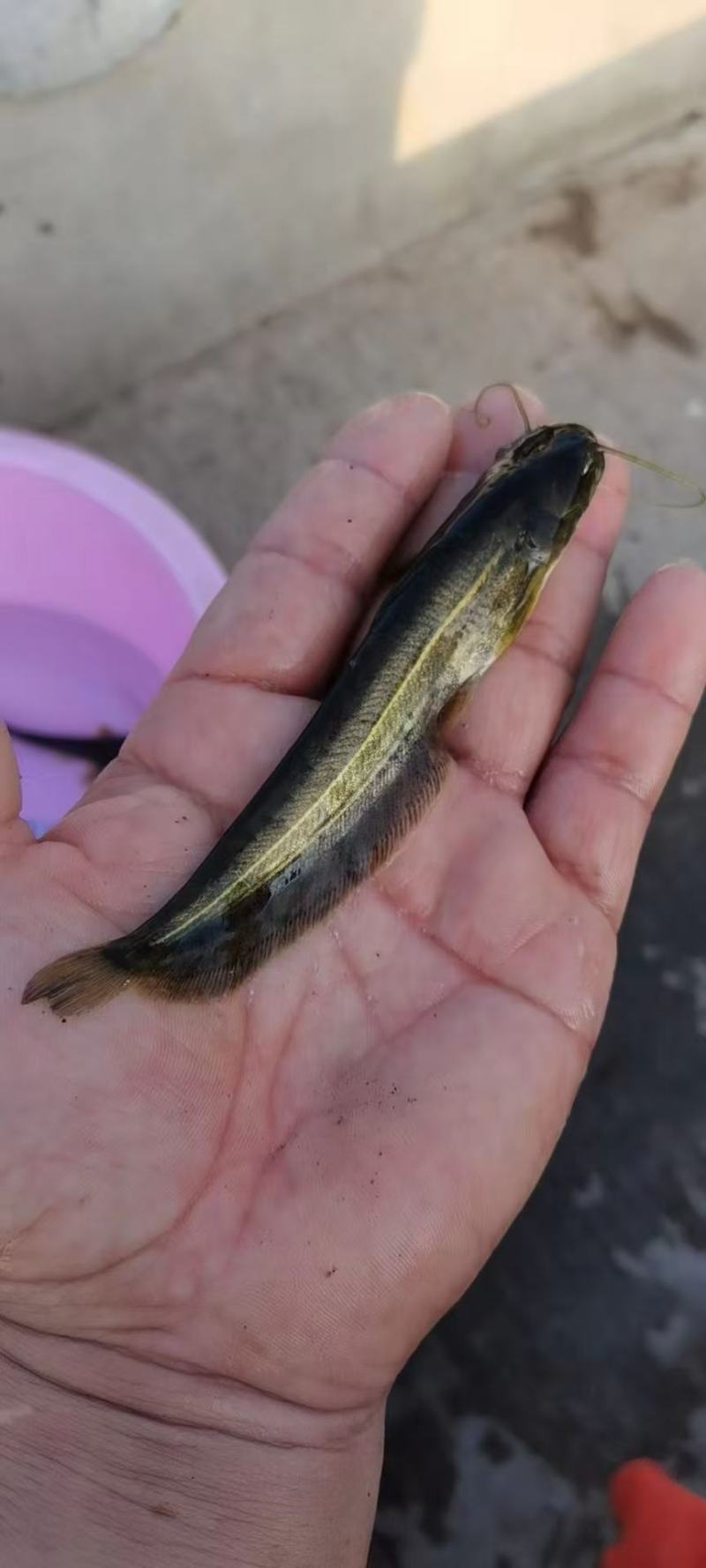 大口鲶鱼苗品质保障价格美丽