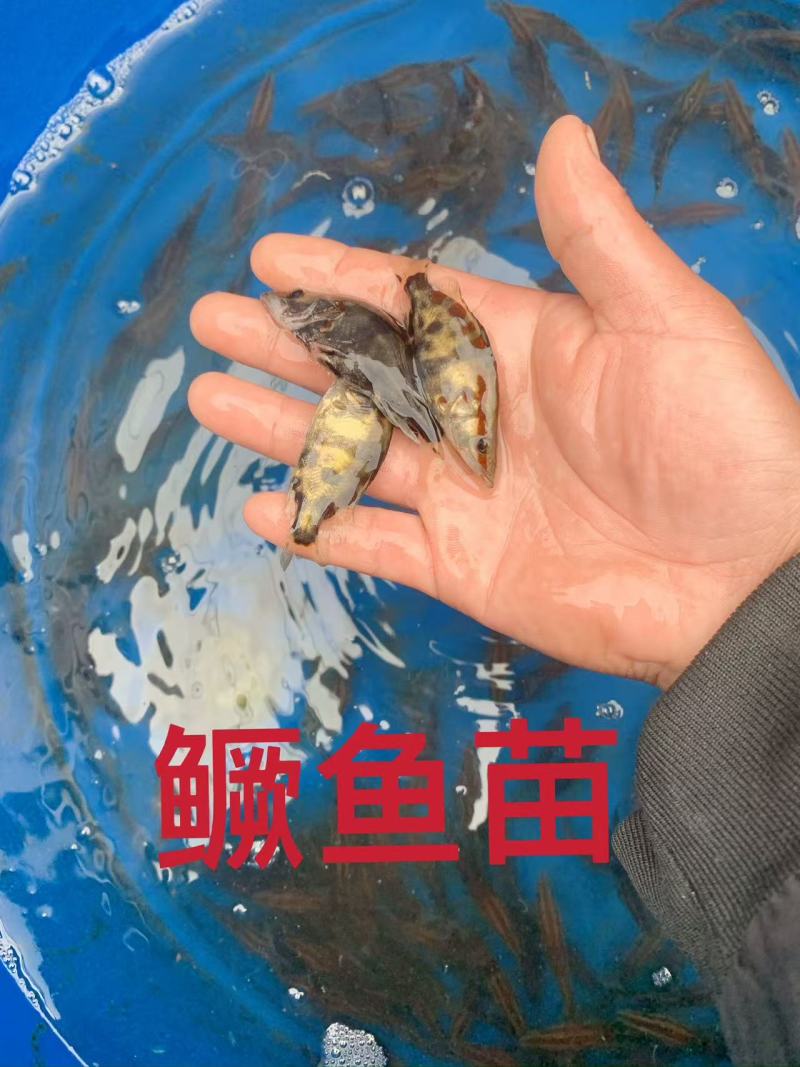 鳜鱼苗品质保证服务周到价格美丽