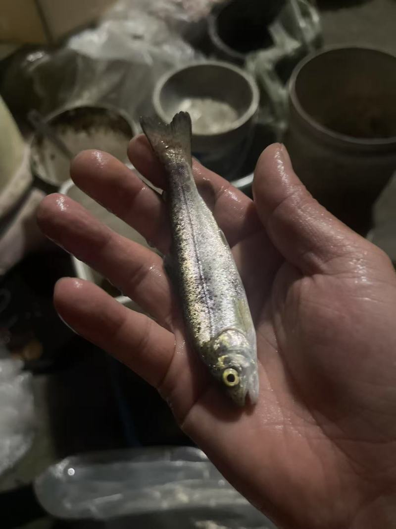 虹鳟鱼苗品质保证服务周到产地直发价格美丽