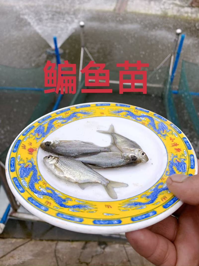 鳊鱼苗品质保证服务周到产地直发