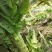 红叶香莴笋大量有货产地直发保质保量诚信经营对接全国