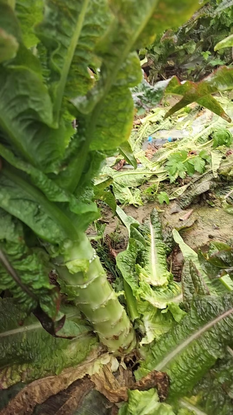 红叶香莴笋大量有货产地直发保质保量诚信经营对接全国
