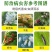 14%螺虫呋虫胺茶小绿叶蝉杀虫农药飞征战士螺虫乙酯呋虫胺