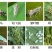 14%螺虫呋虫胺茶小绿叶蝉杀虫农药飞征战士螺虫乙酯呋虫胺