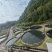 梵净山下生态水养贵水鲟鱼，精品，一分价格一分货。