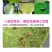 0%哒螨灵柑橘果树棉花红蜘蛛枸杞瘿螨农药杀虫杀螨剂