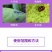 0%哒螨灵柑橘果树棉花红蜘蛛枸杞瘿螨农药杀虫杀螨剂