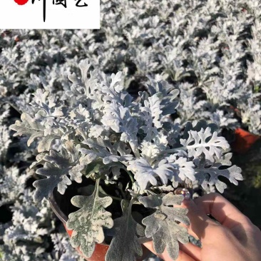 成都银叶菊杯苗盆苗批发银叶菊苗圃基地直供量大价优